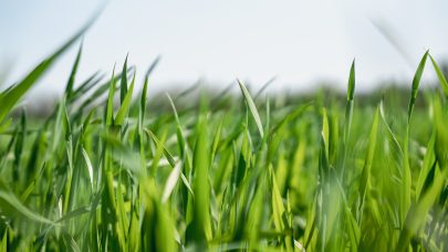 Kornaker kampanje 2023