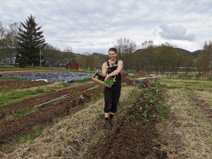 Kålplanting 22. mai i gode, varme forhold.