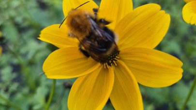 Pollinerenede insekter